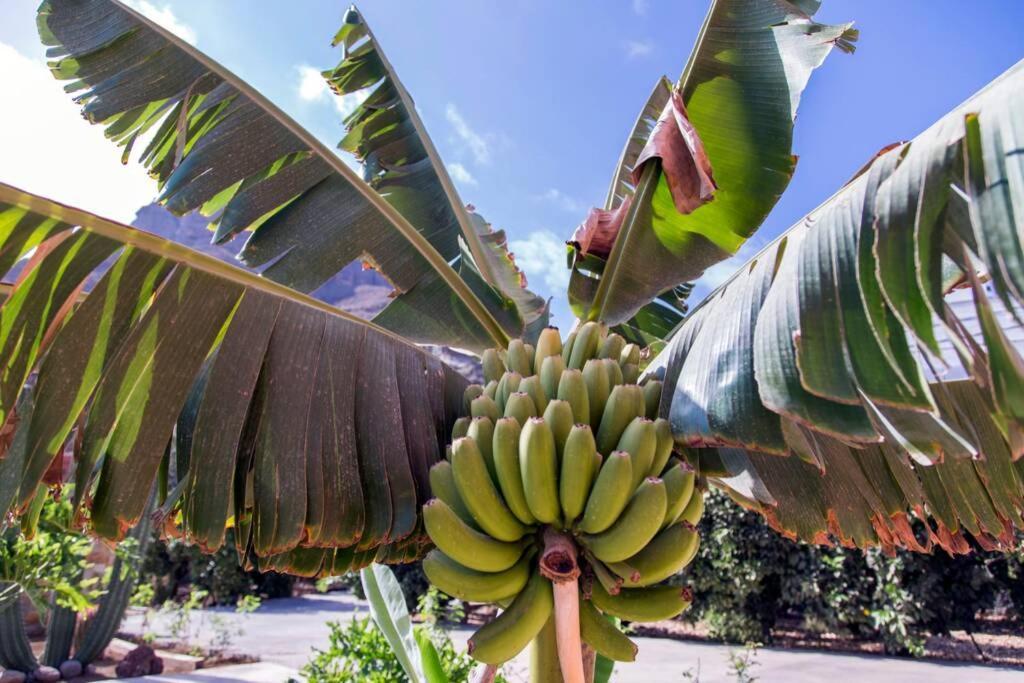 Vivienda Vacacional La Finca Los Palmitos Exteriér fotografie